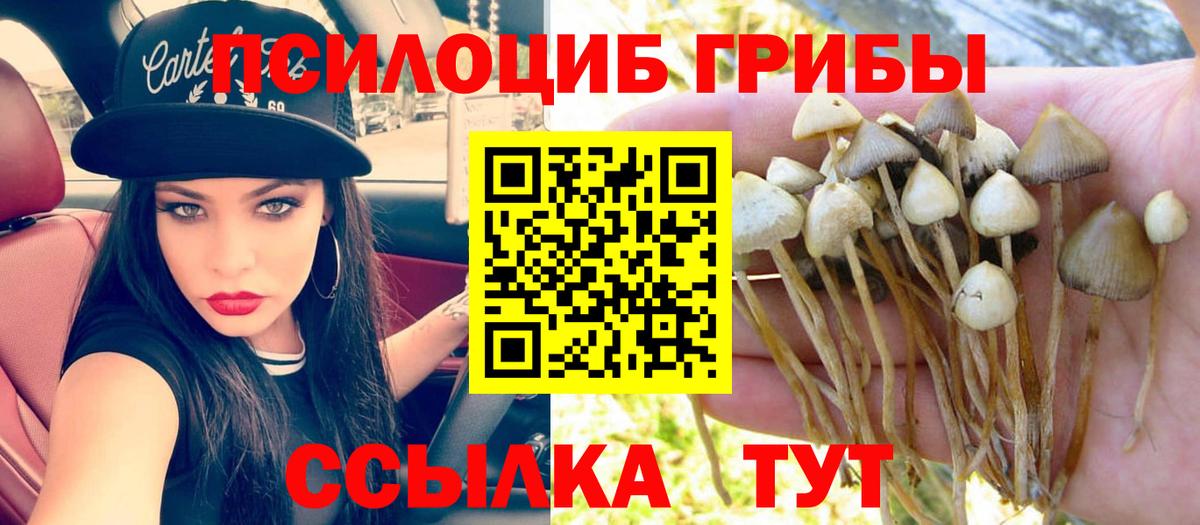 Кинель  Псилоцибиновые грибы Cubensis  Вход с VPN  Псилоцибиновые грибы Psilocybe 